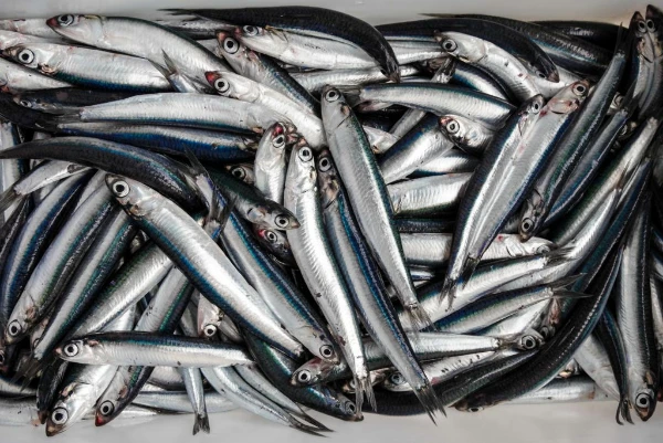 South Africa's Preserved Anchovies Import Drops 12% to $404K in 2023
